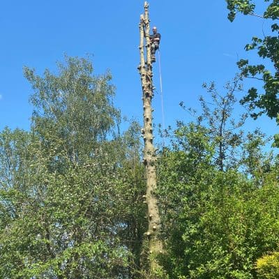 arbre1