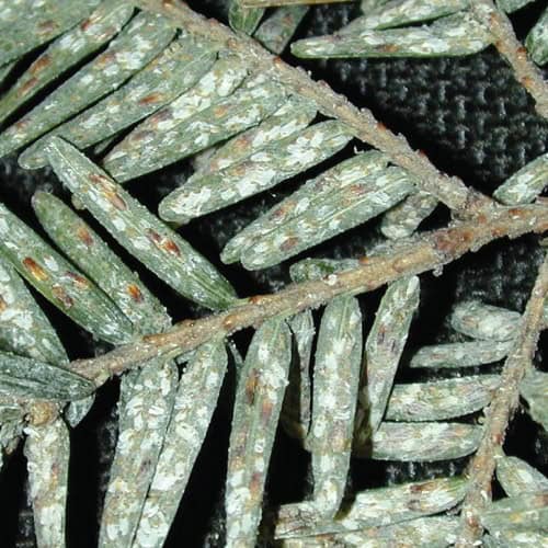 elongated hemlock scale