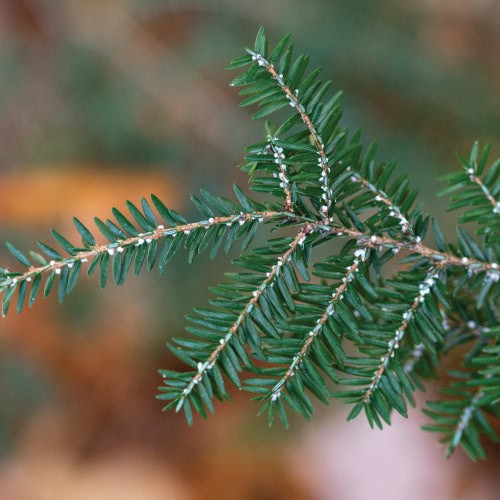 hemlock woolly adelgid