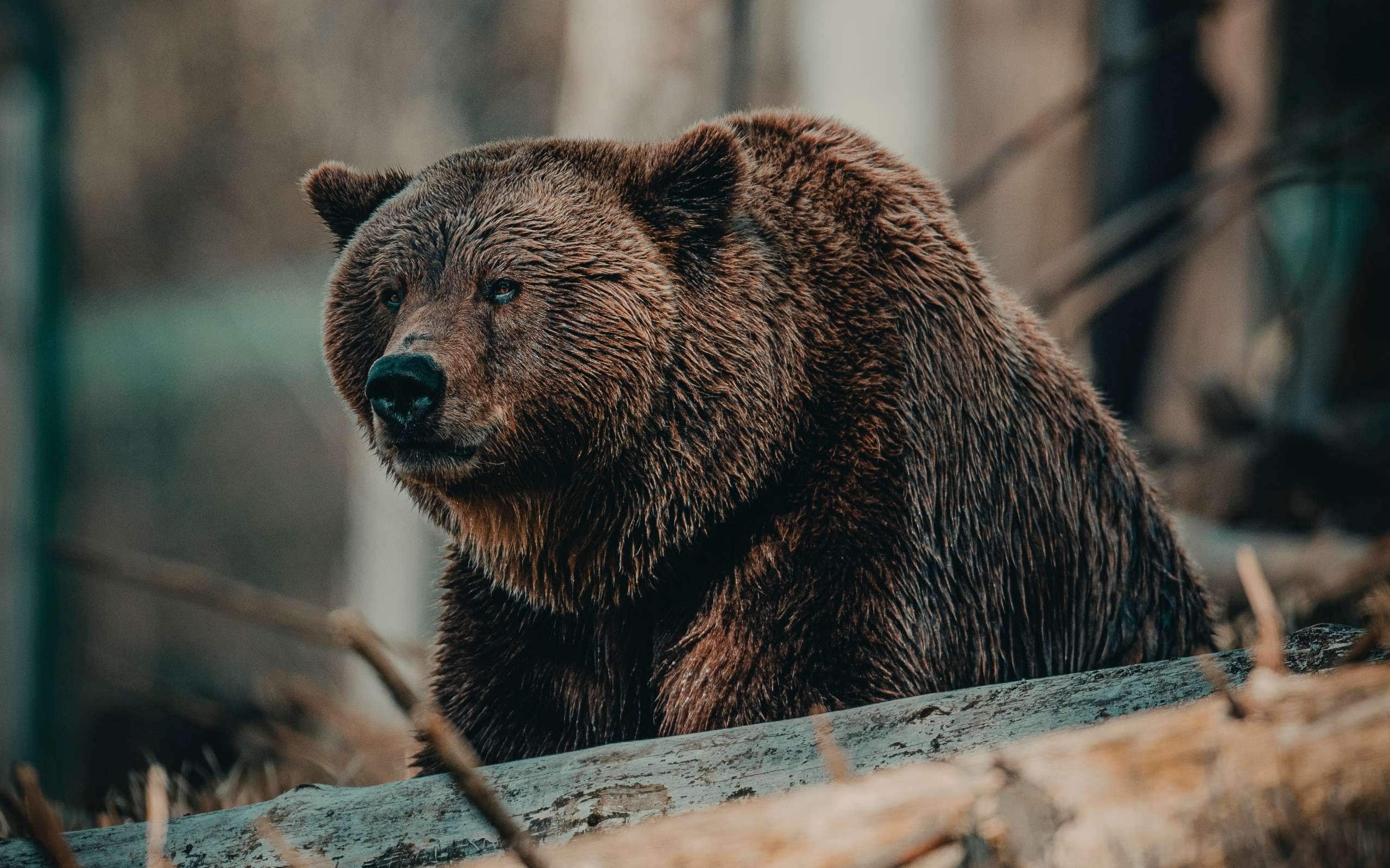 College Enrollments are Down, Tuition Prices are Up & Student-Loan Forgiveness Is on the Way: The Wounded Grizzly Syndrome
