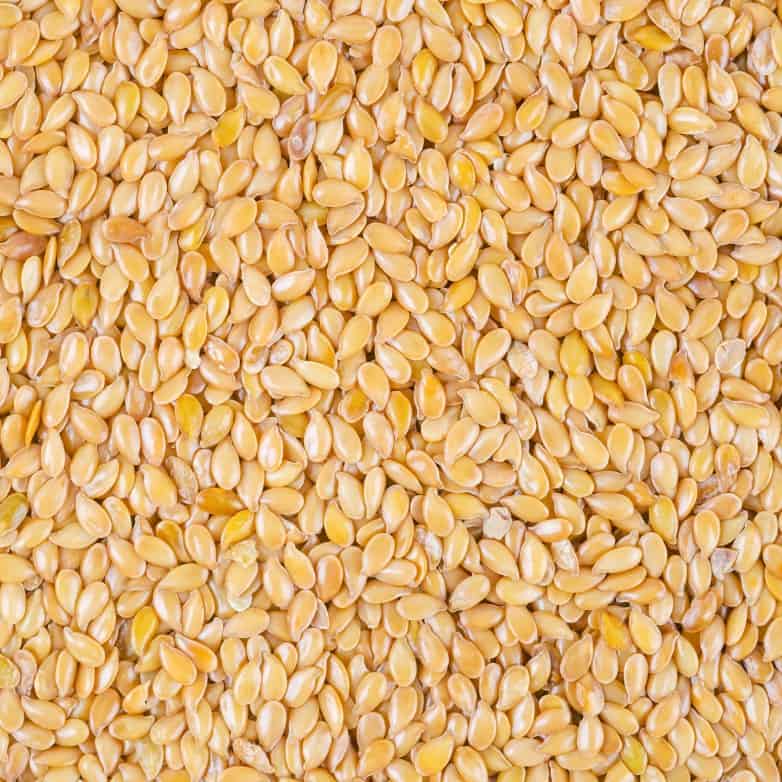 Close up of Grasslands Gold Flax.
