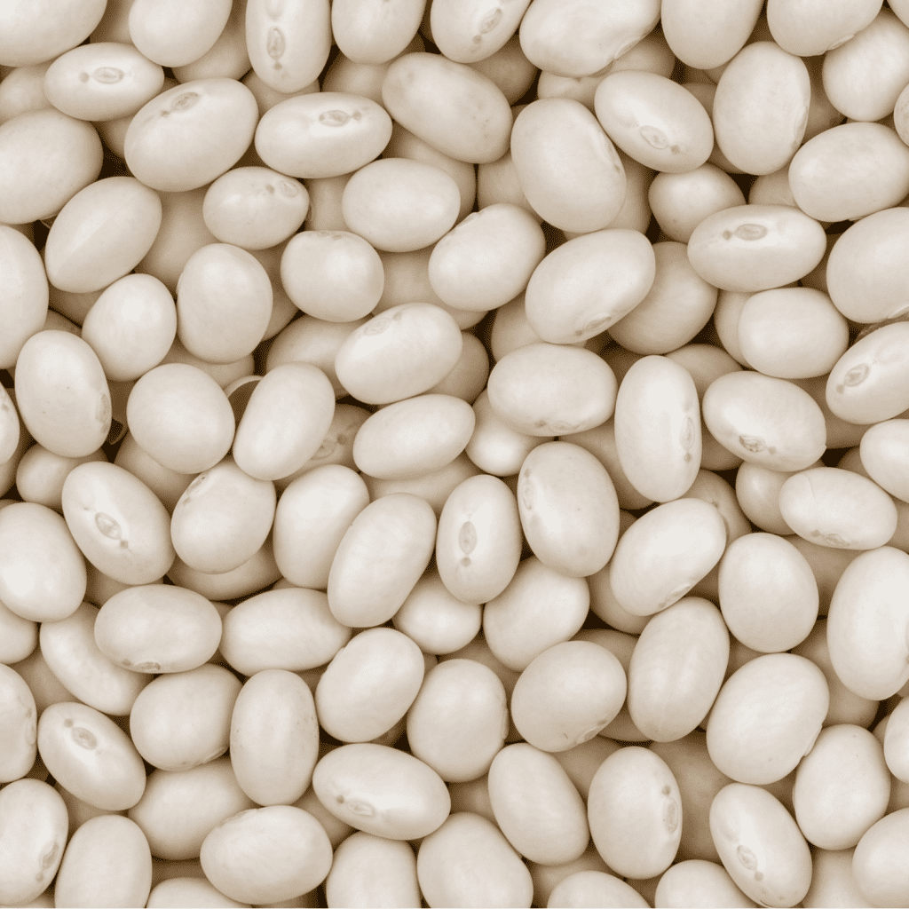 Close up of Grasslands Navy Beans.