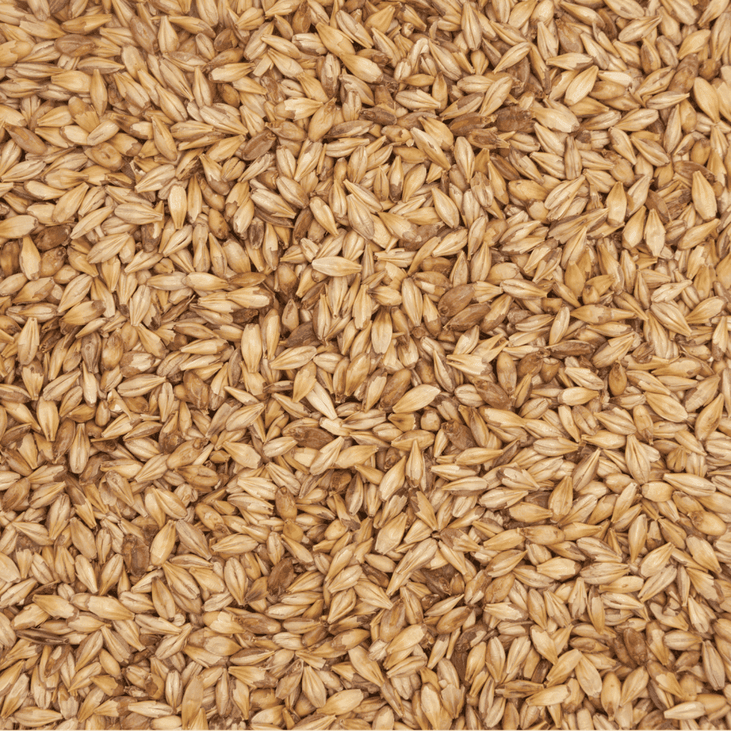 Close up of Grasslands Feed Barley.