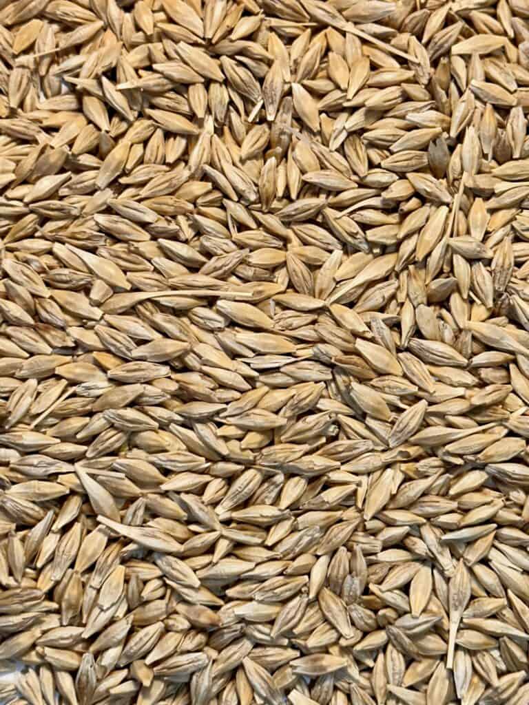 Close Up of Grasslands Malting Barley.
