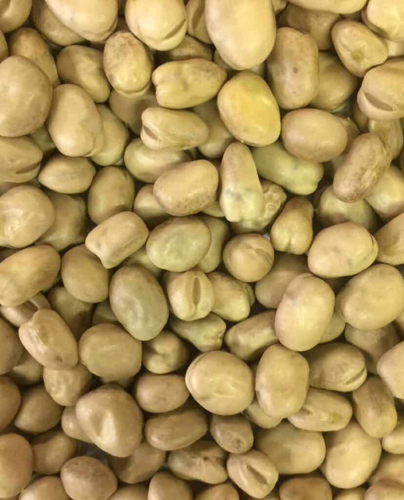 Close up Grasslands Fava Beans.