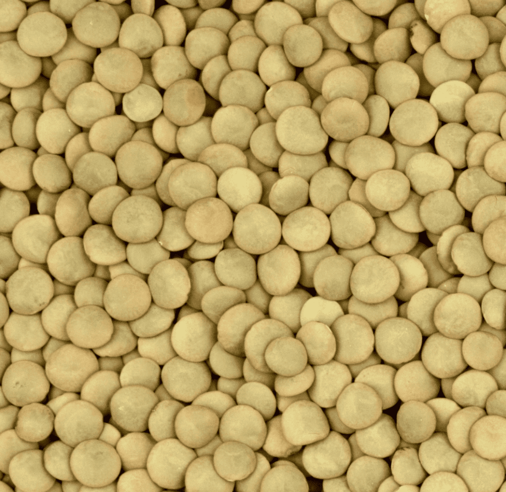 Close up of Grasslands Eston Lentils
