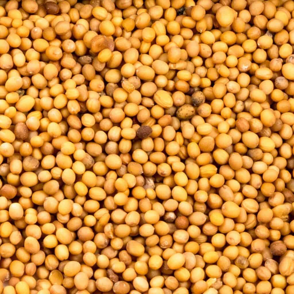 Close up of Grasslands Oriental Mustard.