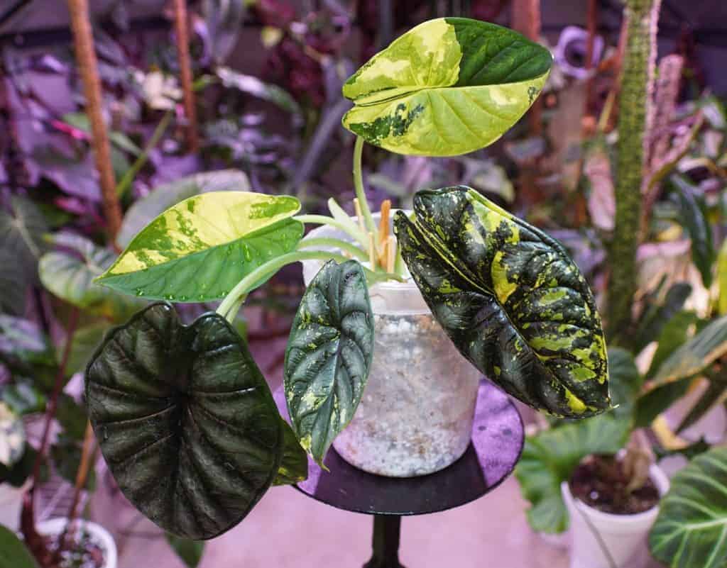 alocasia stem drooping