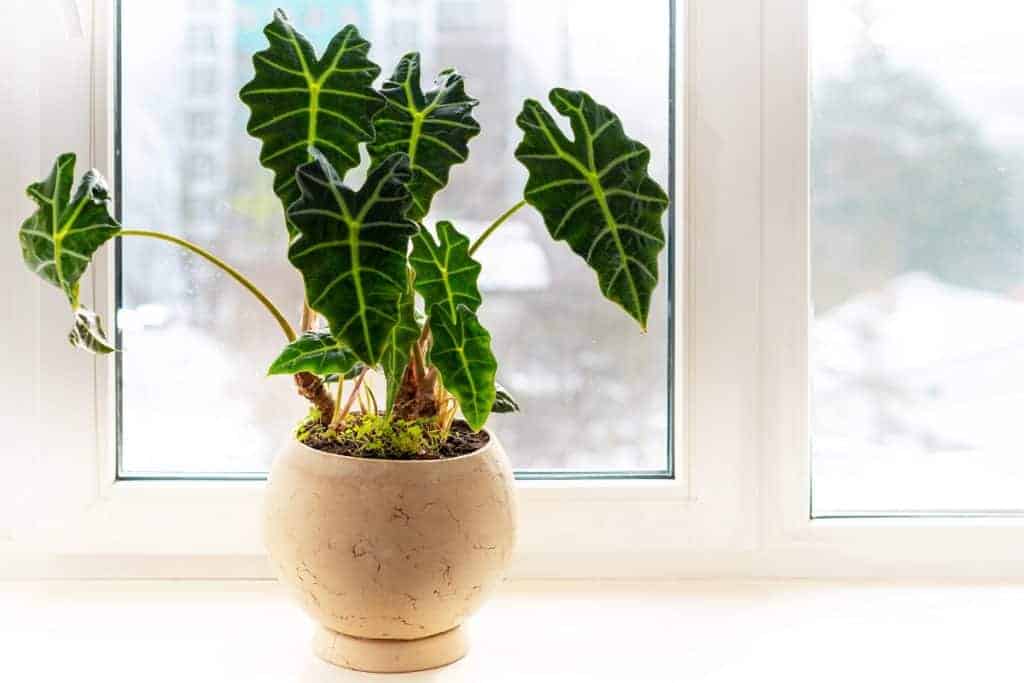 alocasia stems bending