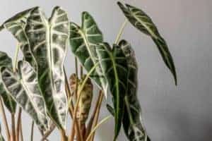 alocasia root rot