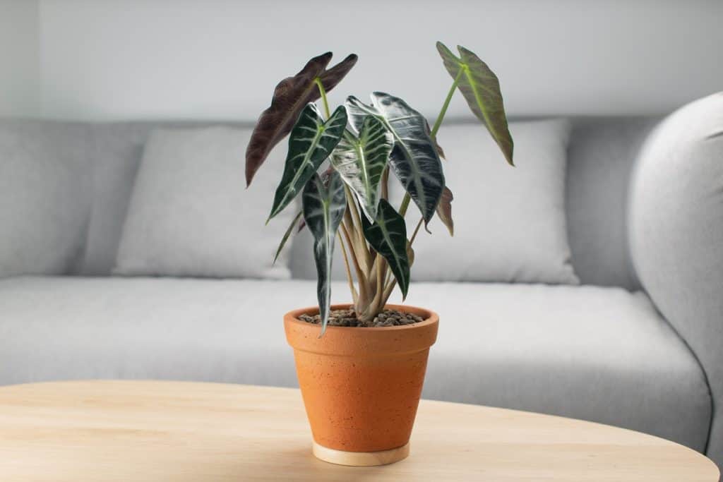 why are alocasia stems bending