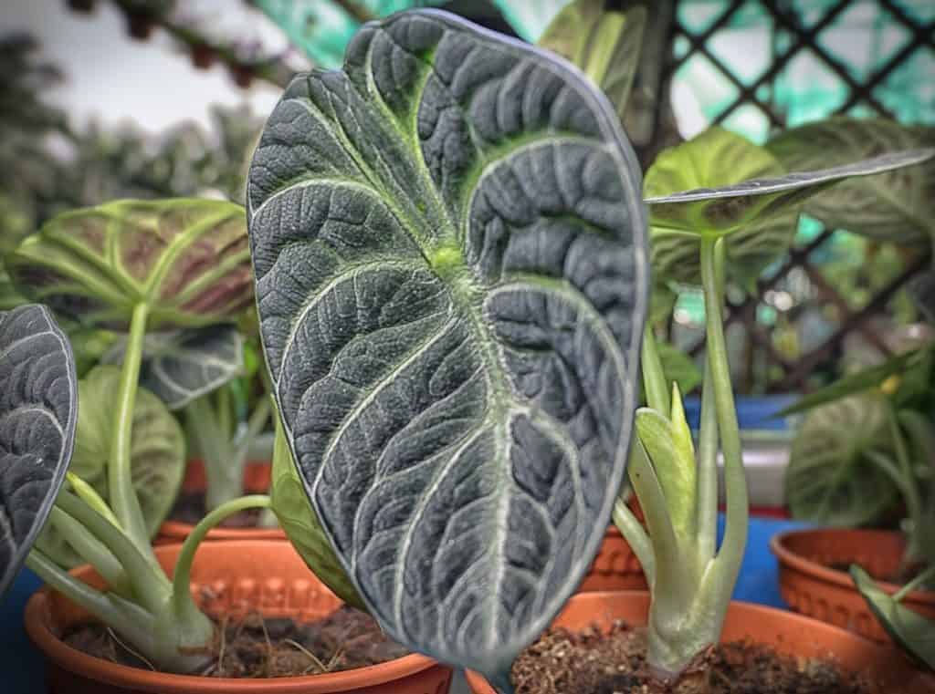 Alocasia Black Velvet