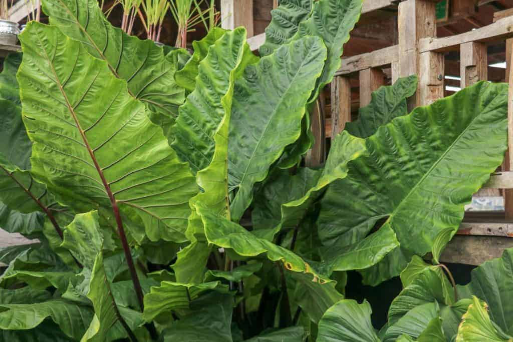 alocasia vs colocasia