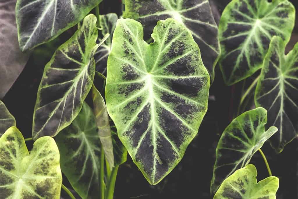 Colocasia Black Magic