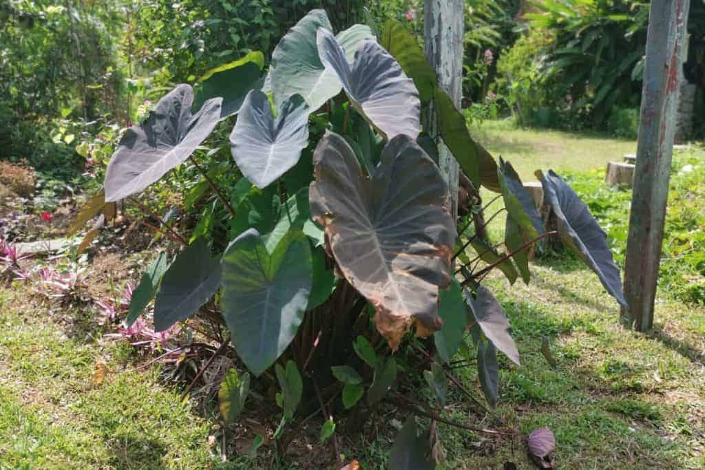 Colocasia esculenta