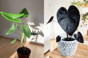 alocasia vs colocasia