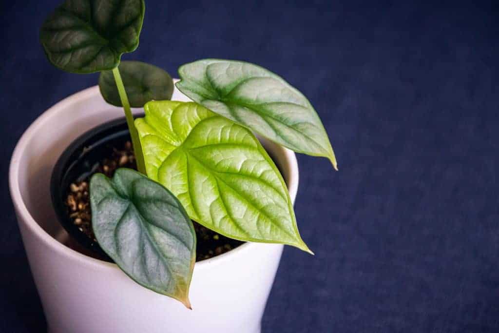 yellow alocasia leaves