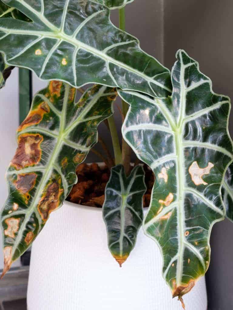 alocasia root rot disease