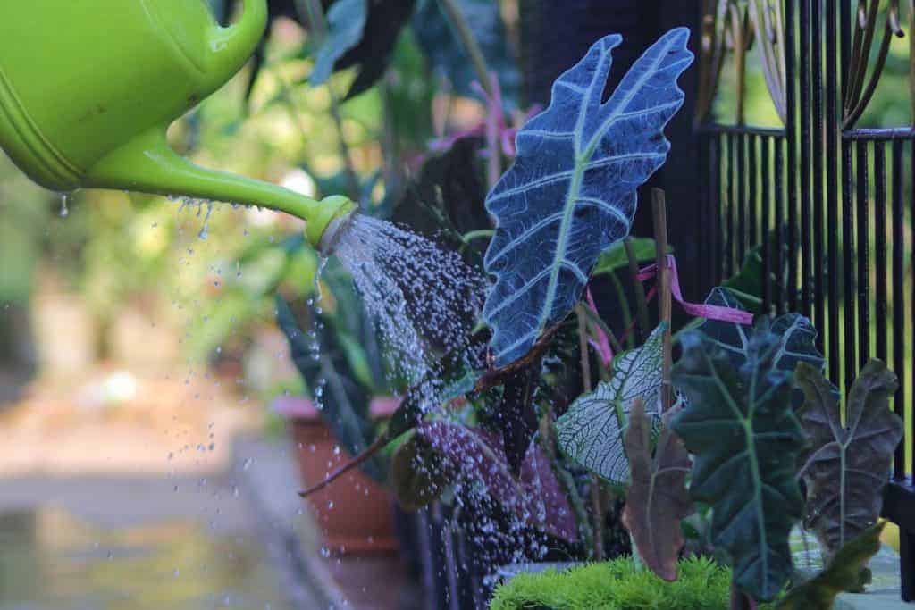 overwatering alocasia