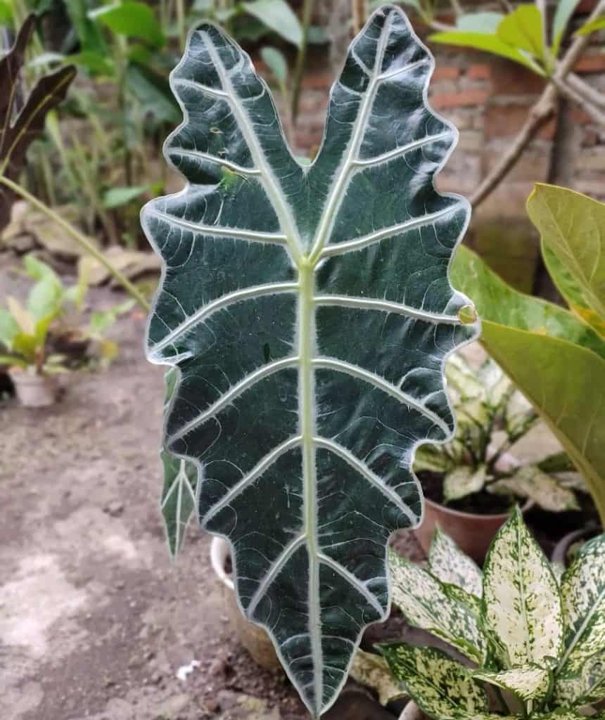 Alocasia 'Amazonica'