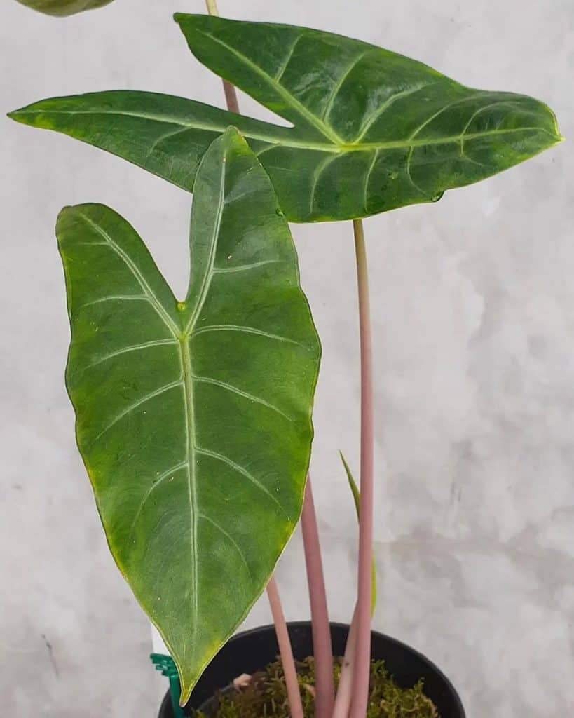 Alocasia 'Aurora'