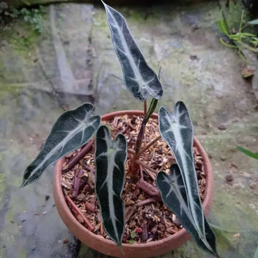 Alocasia 'Bambino Arrow'