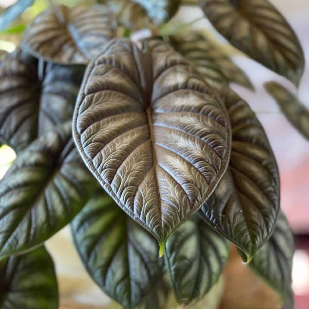 alocasia dragon scale yellowing