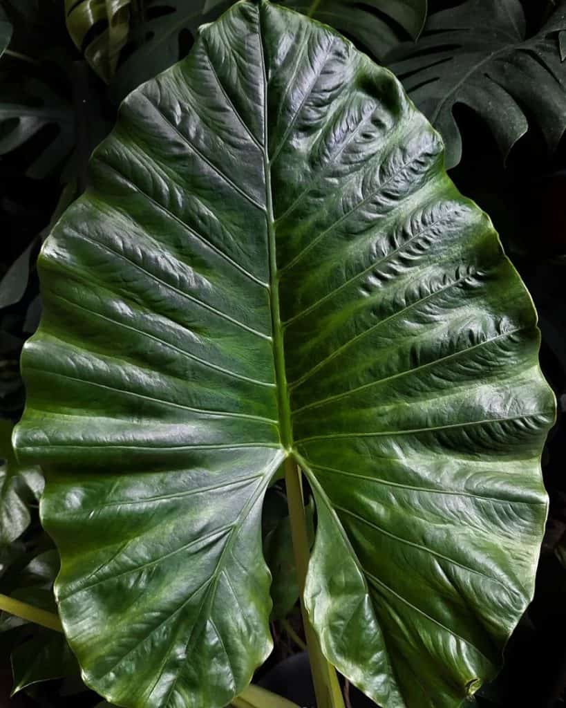 Alocasia alba