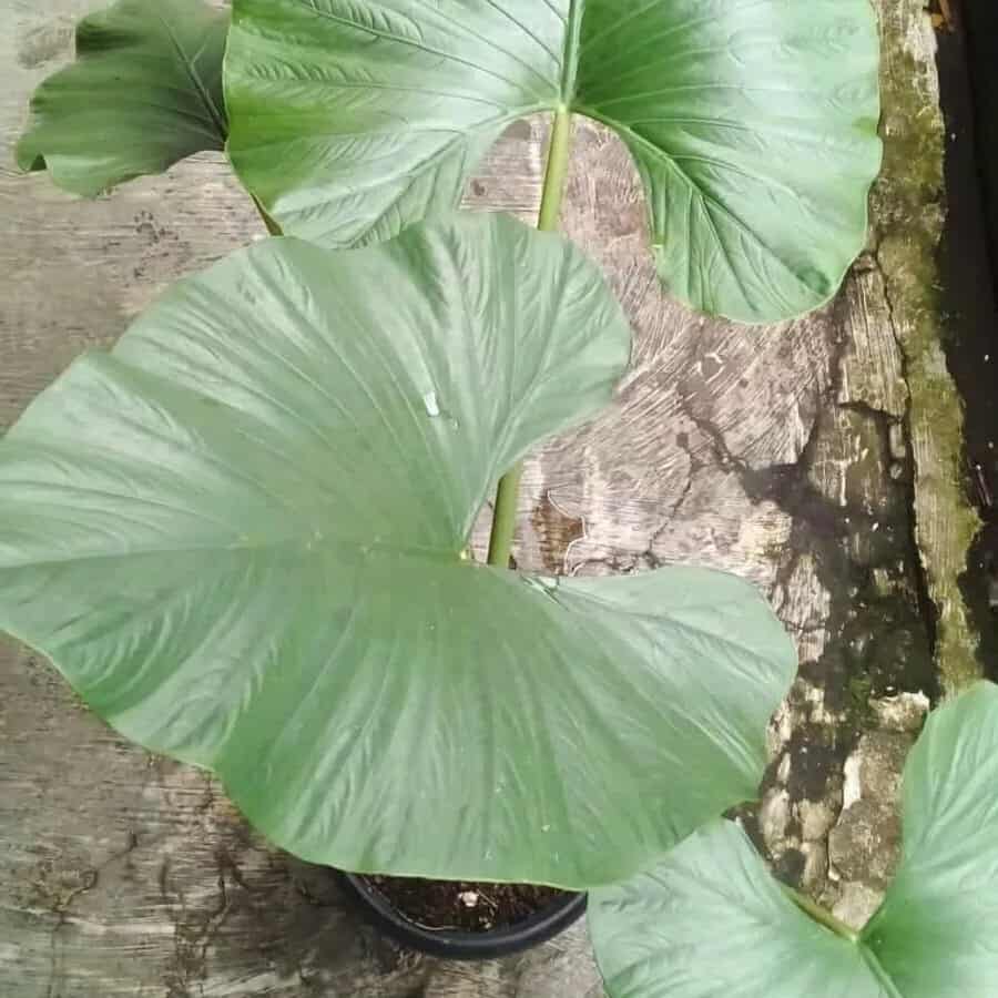 Alocasia alba 'Silver'