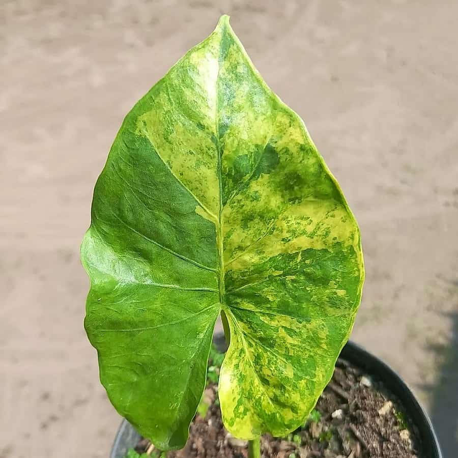 Alocasia alba aurea variegata