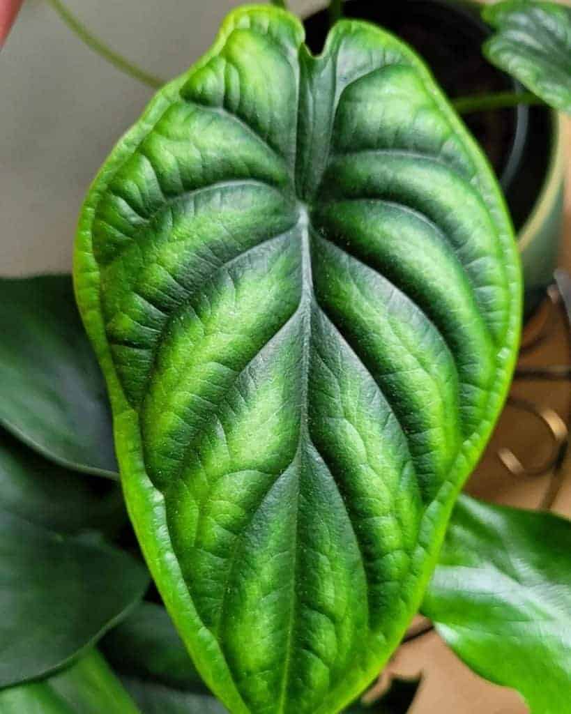 Alocasia baginda 'Dragon Scale'