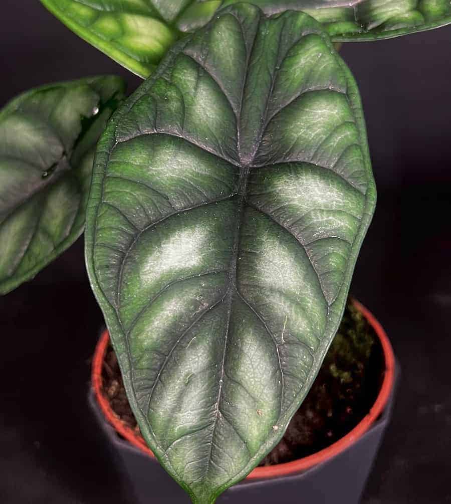 Alocasia baginda 'Green Dragon'