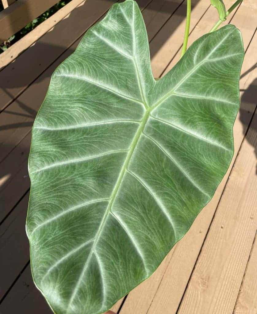 Alocasia cadieri