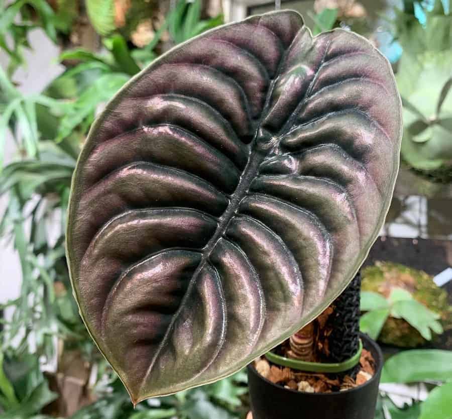 Alocasia cuprea