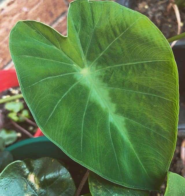 Alocasia fallax