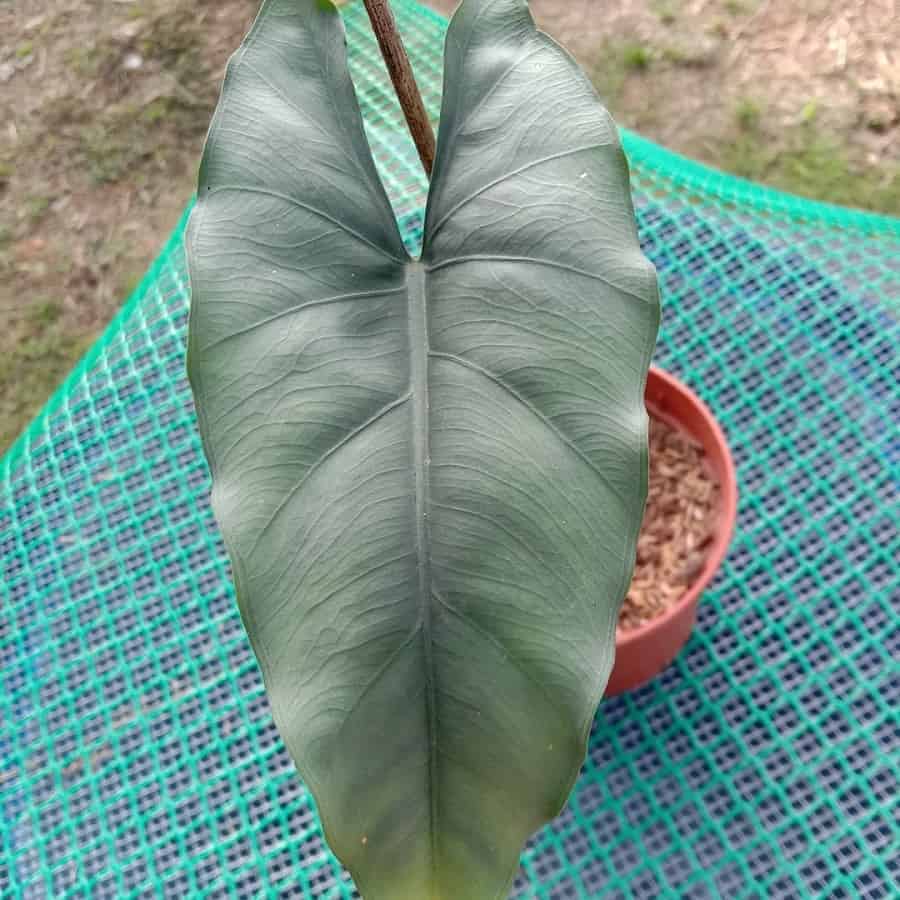 Alocasia farisii