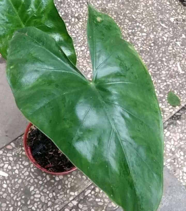 Alocasia flemingiana