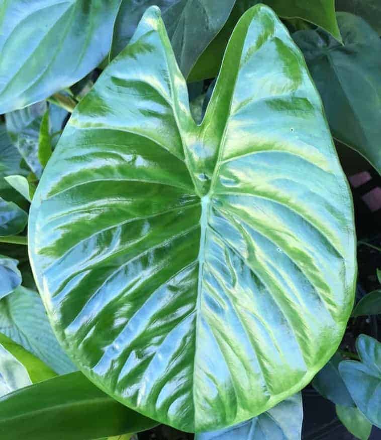 Alocasia fornicata