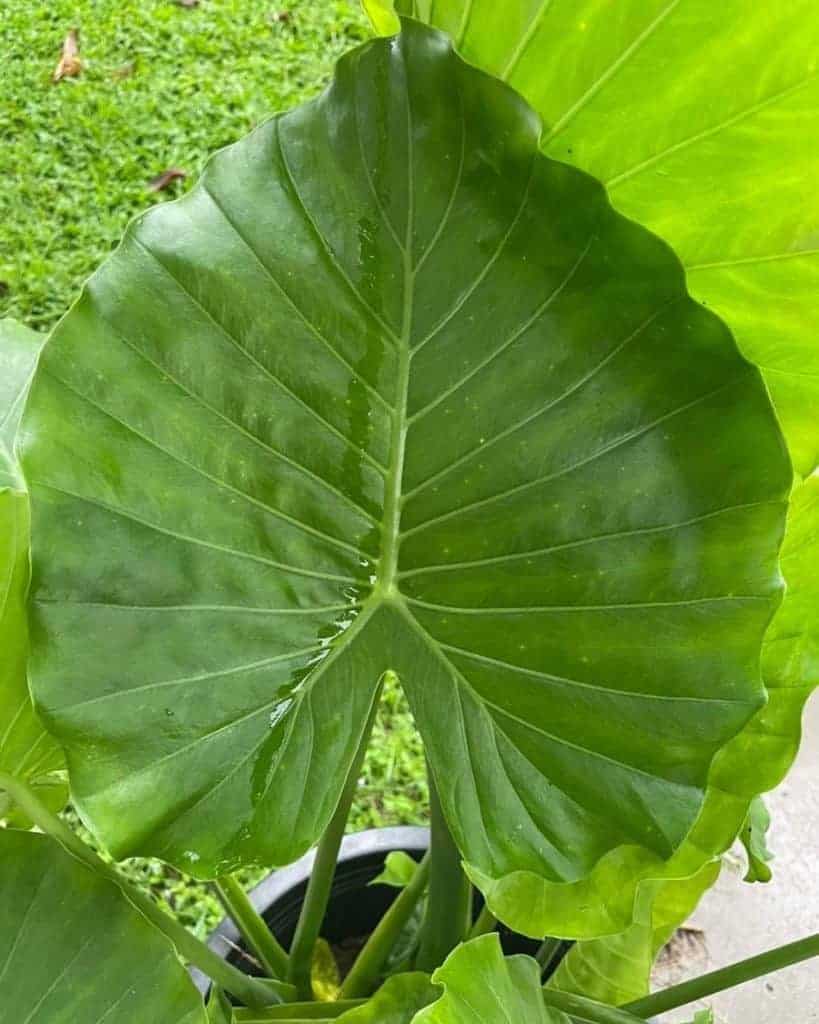 Alocasia gageana