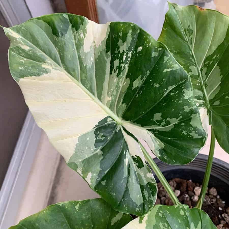 Alocasia gageana albo variegated