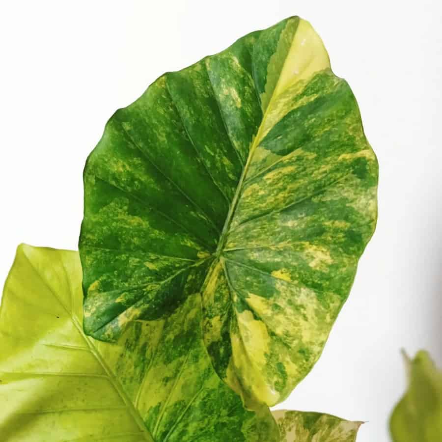 Alocasia gageana aurea variegated