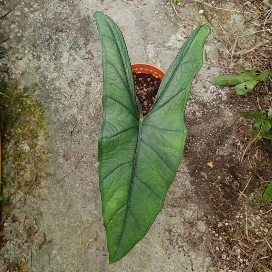 Alocasia heterophylla 'Green'