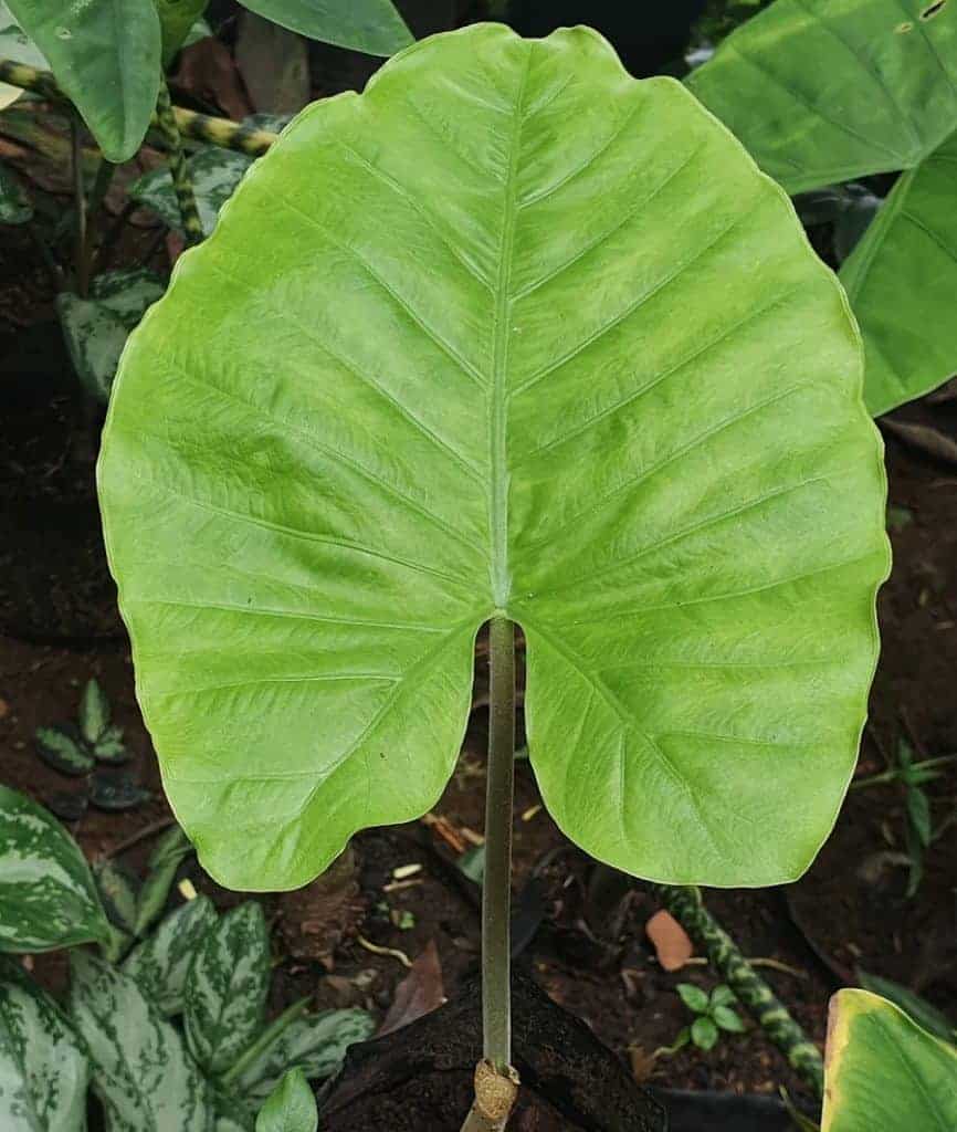 Alocasia maquilingensis