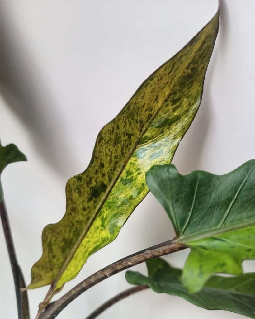 Variegated Alocasia lauterbachiana