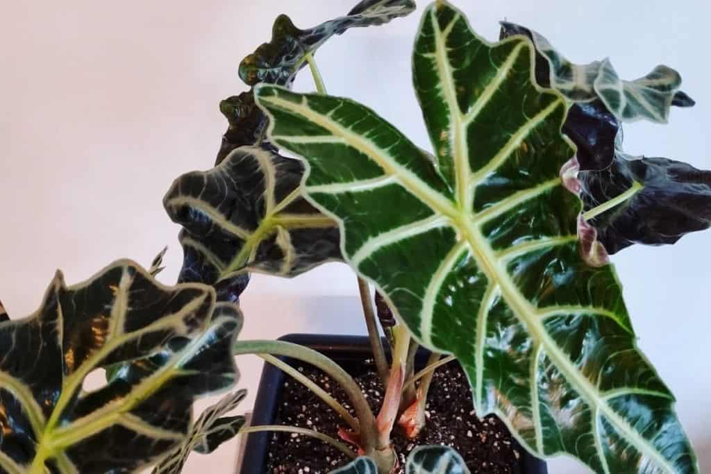 alocasia amazonica leaves turning yellow