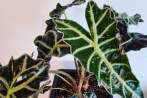 Alocasia Amazonica Leaves Turning Yellow