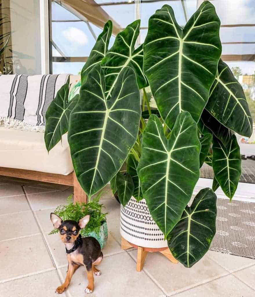 is alocasia pet friendly