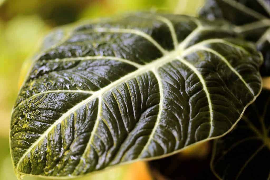 why is my alocasia black velvet turning yellow