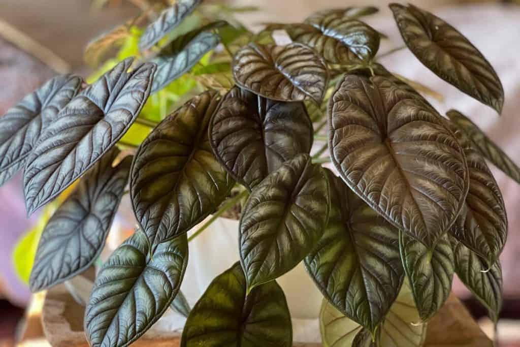 alocasia dragon scale yellowing