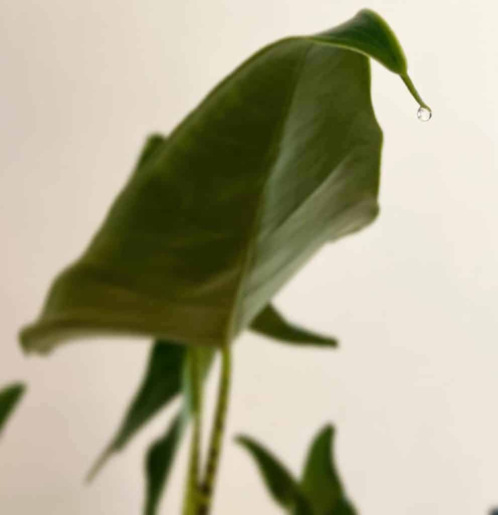 alocasia dripping water poisonous